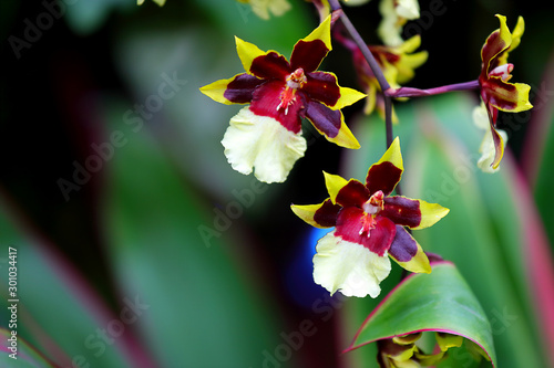 Yellow and maroon flowers on Colmanara Wildcat 'Rainbow' orchid in the greenhouse. Green blurred background.