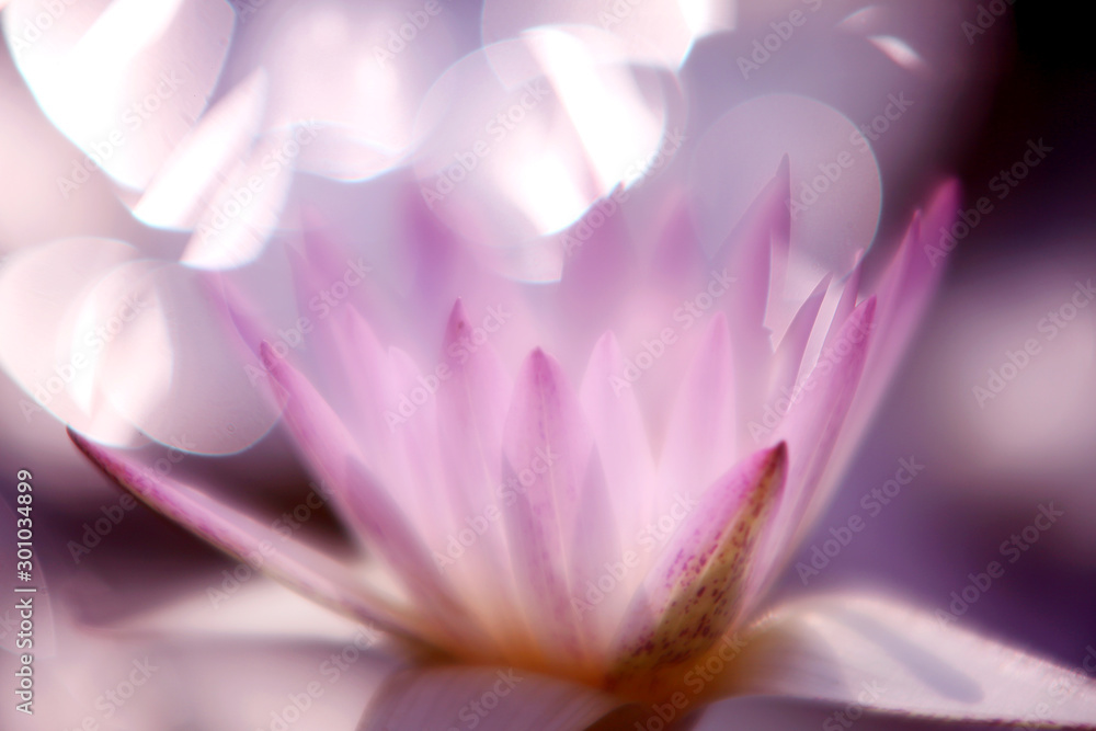 The bokeh of the light shining in the pond in the morning makes the pink lotus in front clearer and more beautiful
