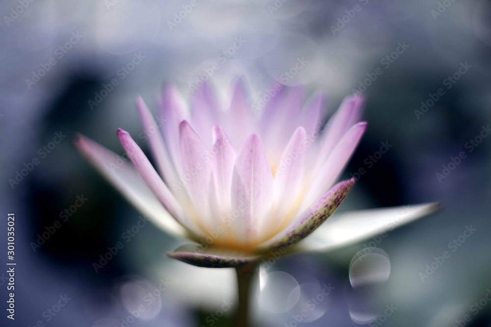 A pink lotus flower in bloom in the pond in the morning