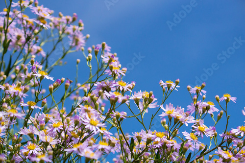                              Aster tataricus                                                                        