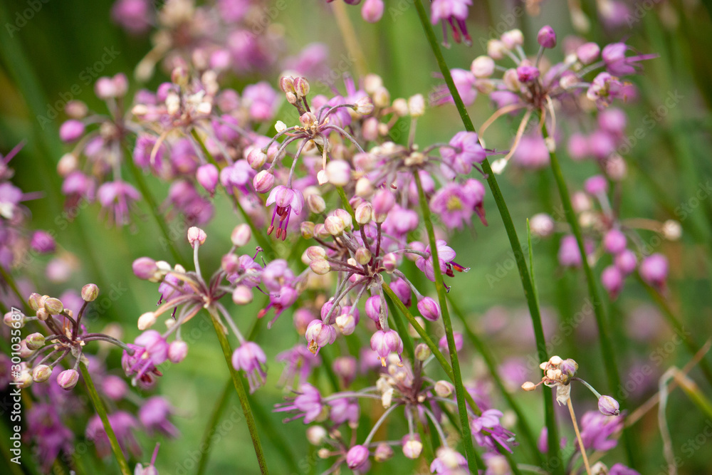 ラッキョウの花(ガイハク、カイハク、 Allium chinense、漢方)、別名:オオニラ、サトニラ、栽培地:日本 ラッキョウの花(ガイハク、カイハク、 Allium chinense、漢方)、別名:オオニラ、サトニラ、栽培地:日本