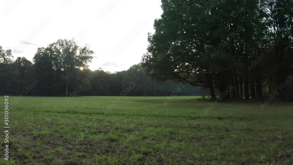 Drone flight between trees standing in a meadow at sunset. Magical forest with trees growing in the meadow. Warm sun rays illuminating the trunks and plants. Drone Shot 4K. Drone flight between trees standing in a meadow at sunset. Magical forest with trees growing in the meadow. Warm sun rays illuminating the trunks and plants. Drone Shot 4K.