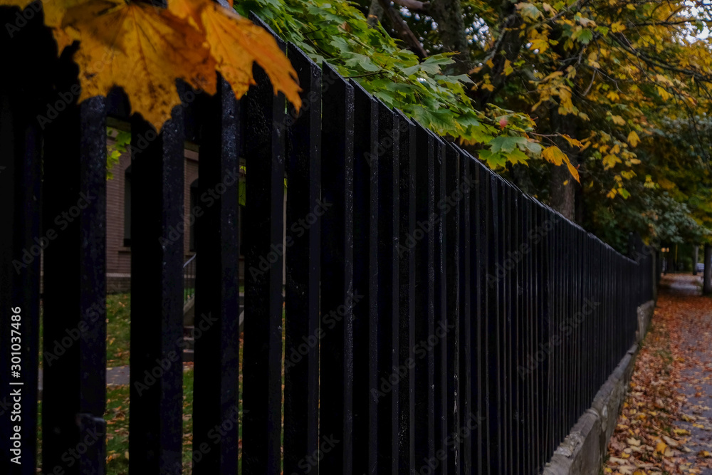 Long black spindle fence on a street with large maple trees. Orange leaves hang over the edge of the tall fence. The sidewalk is covered in orange foliage. The trees are changing to autumn colours. Long black spindle fence on a street with large maple trees. Orange leaves hang over the edge of the tall fence. The sidewalk is covered in orange foliage. The trees are changing to autumn colours.