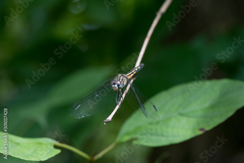 Blue Dasher on a Stick