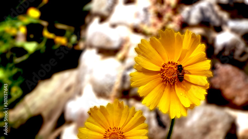 yellow flowers in the garden
