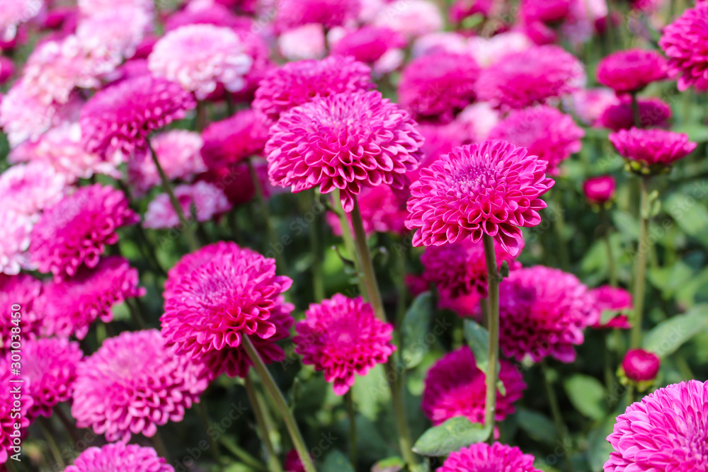 pink flower pink flower
