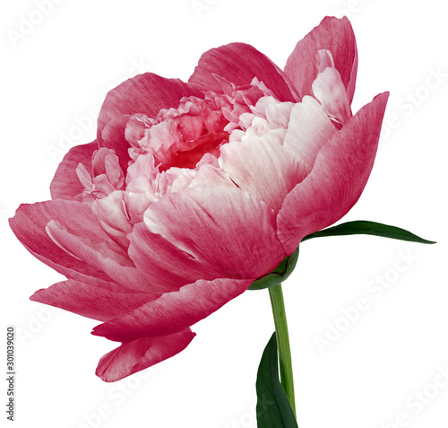 Fototapeta Naklejka Na Ścianę i Meble -  peony flower red Flower with green leaves on a stem isolated on white background. No shadows with clipping path. Close-up. Nature.