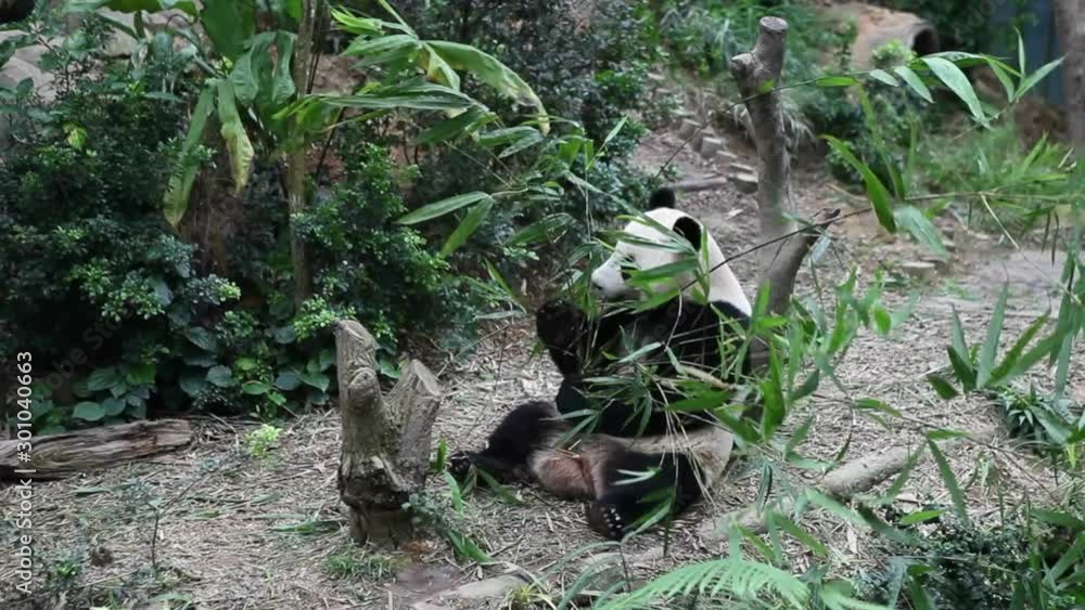 Panda Bear feeding on his bamboo meal Panda Bear feeding on his bamboo meal
