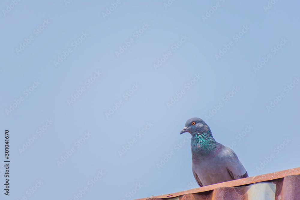 Wild pigeons have light gray hairs. There are two black bands on each wing. But both wild birds and birds have a variety of colors Wild pigeons have light gray hairs. There are two black bands on each wing. But both wild birds and birds have a variety of colors