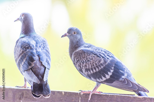 Wild pigeons have light gray hairs. There are two black bands on each wing. But both wild birds and birds have a variety of colors