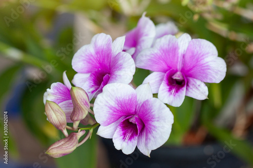 Beautiful purple and white orchid flower bloom on the tree in hanging pots.