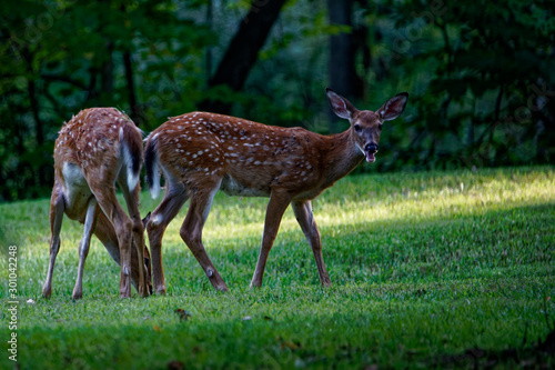 fawn deer in the forest