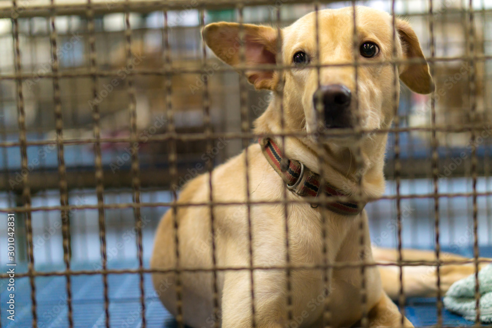 Crippled stray dog in the cage.