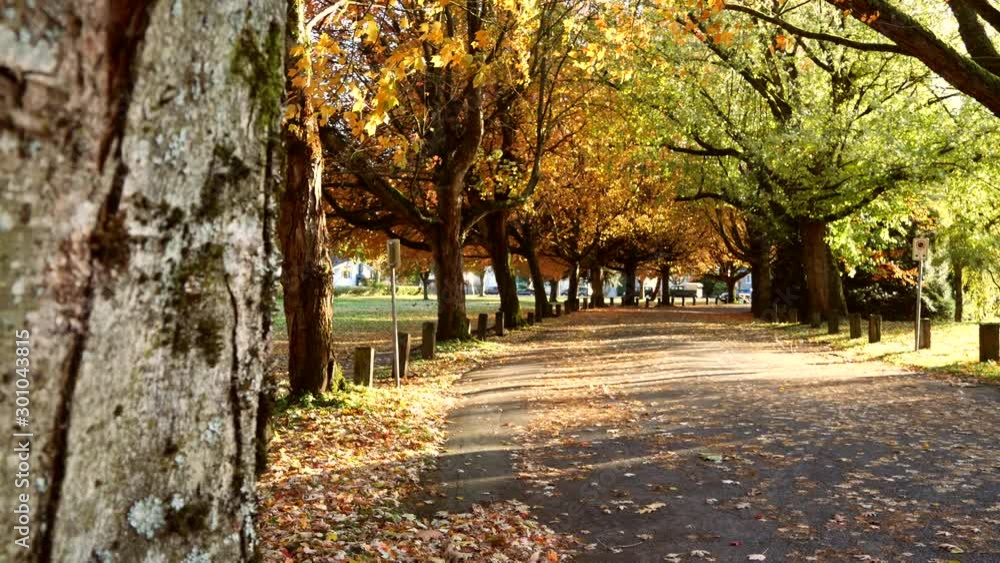 Autumn in Trout Lake | Vancouver British Columbia Canada. Autumn in Trout Lake | Vancouver British Columbia Canada.