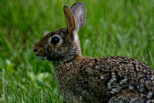 rabbit in the grass © Ross