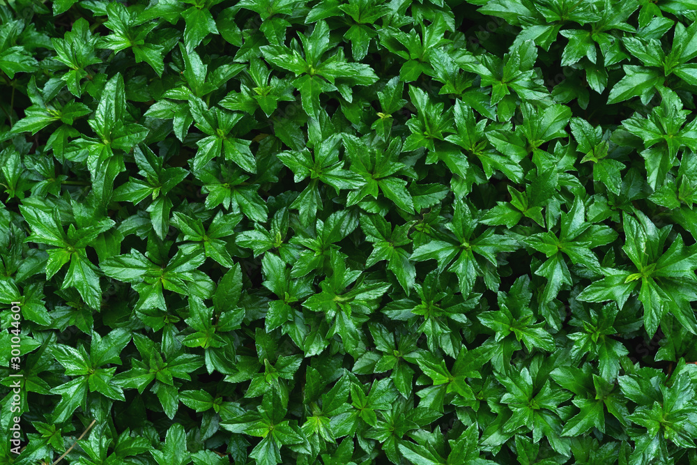 Green leaves pattern,leaf Climbing Wedelia tree,Creeping daisy, Singapore daisy Green leaves pattern,leaf Climbing Wedelia tree,Creeping daisy, Singapore daisy