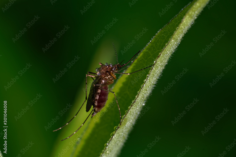 Mosquito on leaf Mosquito on leaf