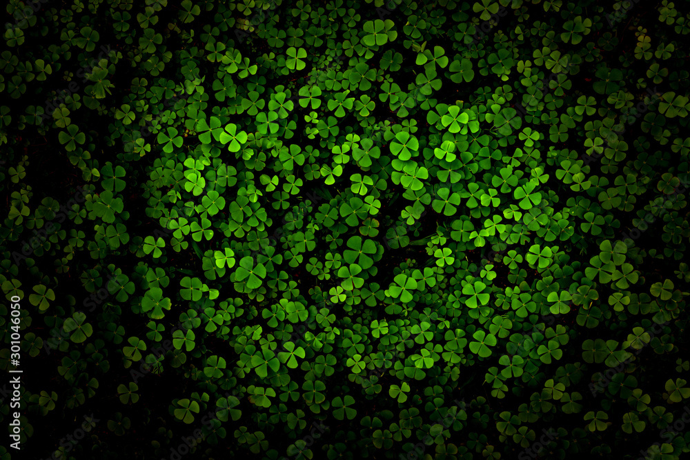 Green leaves pattern,leaf Shamrock or water clover background Green leaves pattern,leaf Shamrock or water clover background