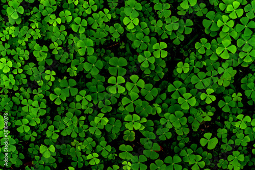 Stampa su tela Green leaves pattern,leaf Shamrock or water clover background