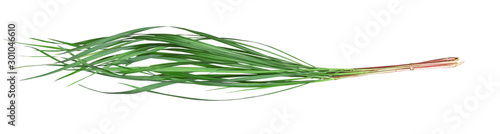 Green leaves pattern of Cymbopogon nardus isolated on white background photo