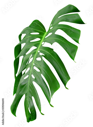 Green leaves pattern leaf monstera isolated on white background include clipping path