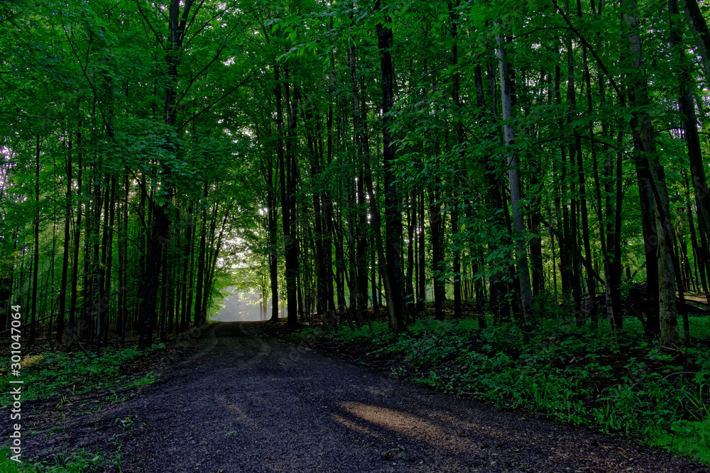 path in the forest