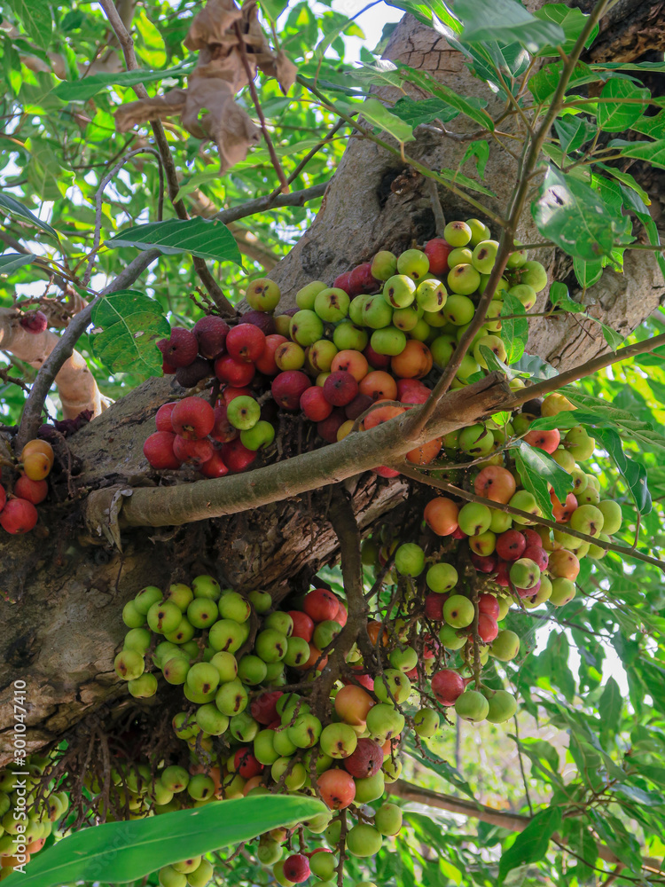 The fruit of Ficus Racemos.The common name Fig fruit,cluster fig tree