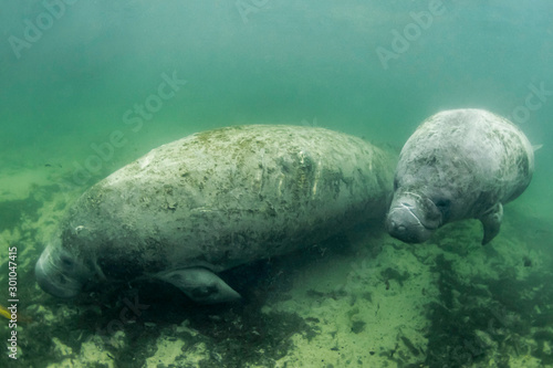 Beautiful baby manatee calf with mother enjoying the warm water from the springs in Jurassic Park, Crystal River, Florida.