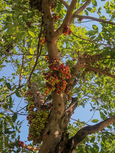 The fruit of Ficus Racemos.The common name Fig fruit,cluster fig tree, Indian fig tree or gular fig. photo