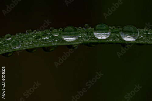 water drops on green leaf