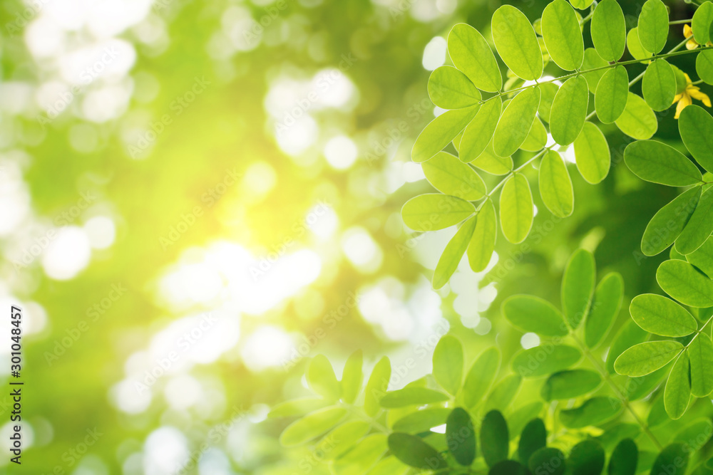 Green leaves pattern for summer or spring season concept,leaf with bokeh textured,nature background Green leaves pattern for summer or spring season concept,leaf with bokeh textured,nature background