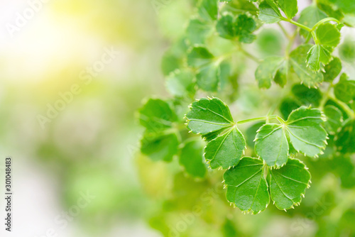 Green leaves pattern for summer or spring season concept,leaf with bokeh textured,nature background © sirawut