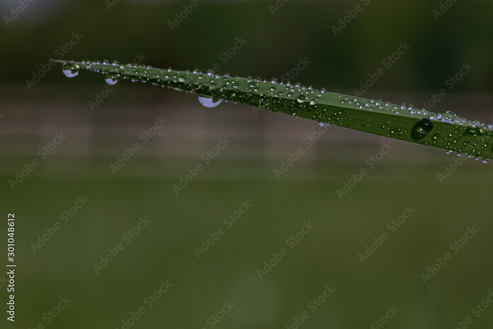 Obraz premium dew on the grass