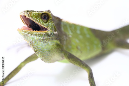 Bronchocela jubata, commonly known as the maned forest lizard, is a species of agamid lizard found mainly in Indonesia isolated on white background photo