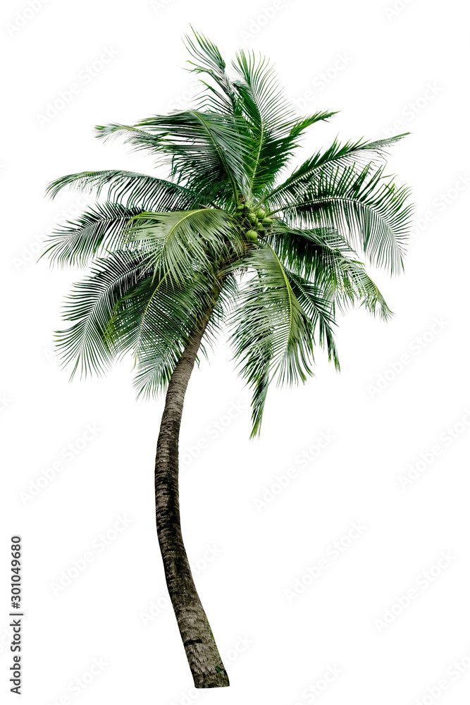 Fototapeta premium Zielone liście palmy, zginanie drzewa kokosowego na białym tle