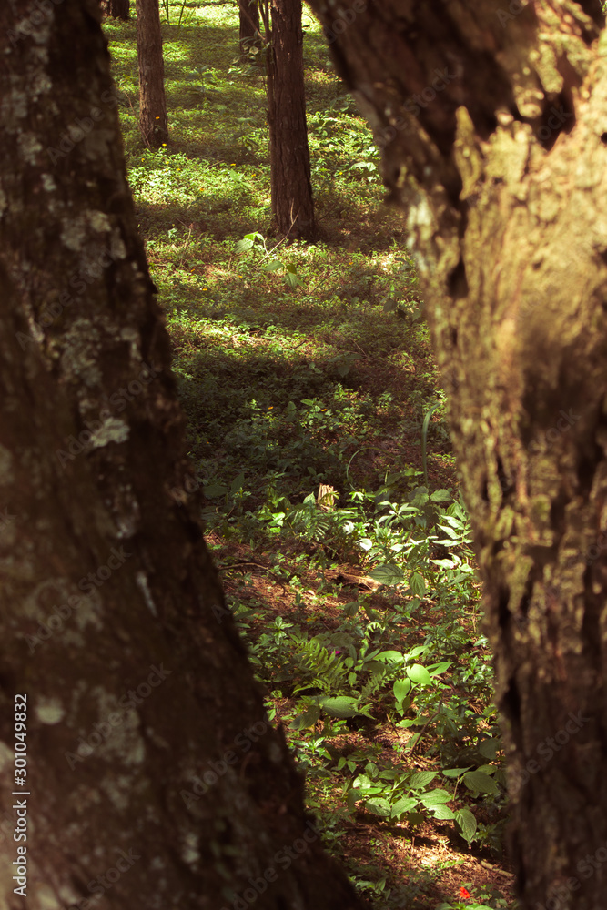 Forest Forest