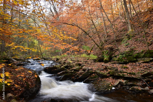 Ricketts Glen State Park