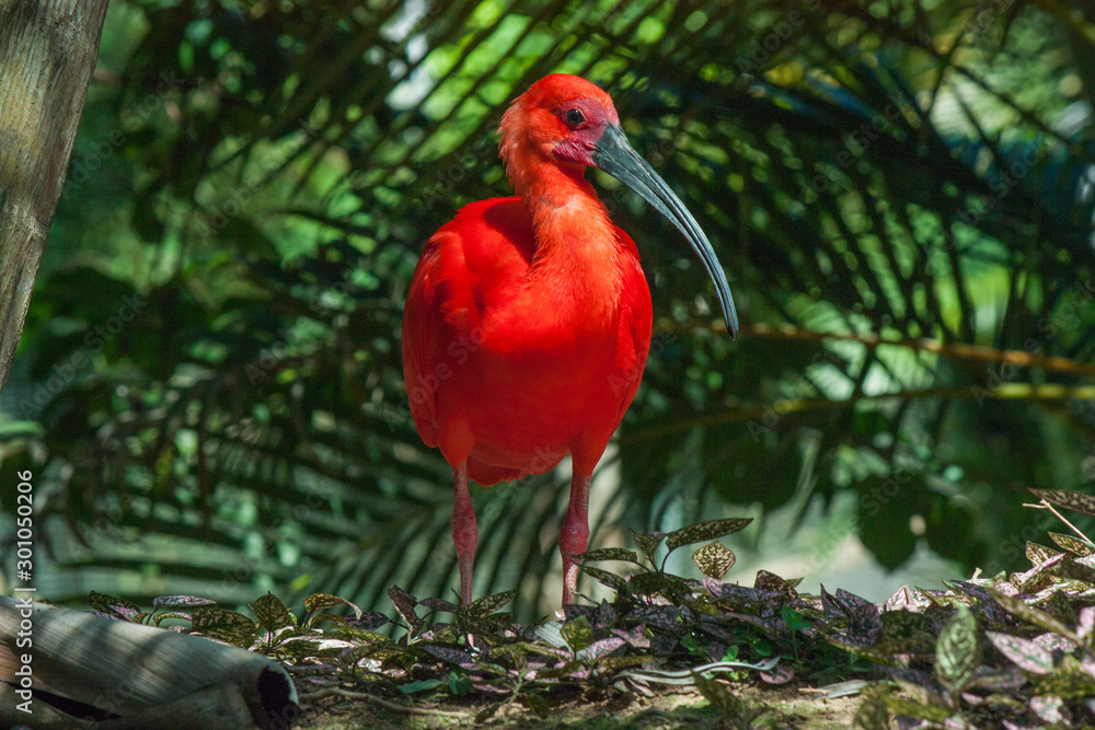 Fototapeta premium red bird