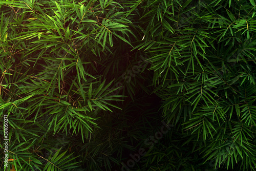 Green leaves pattern for nature concept leaf of bamboo textured background
