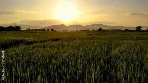 Dolly out drone camera over the Silhouette Rice fields during sunrise over the mountains. 