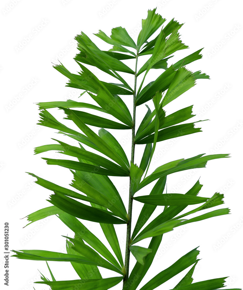 Fototapeta premium Green leaves pattern,tropical palm leaf isolated on white background