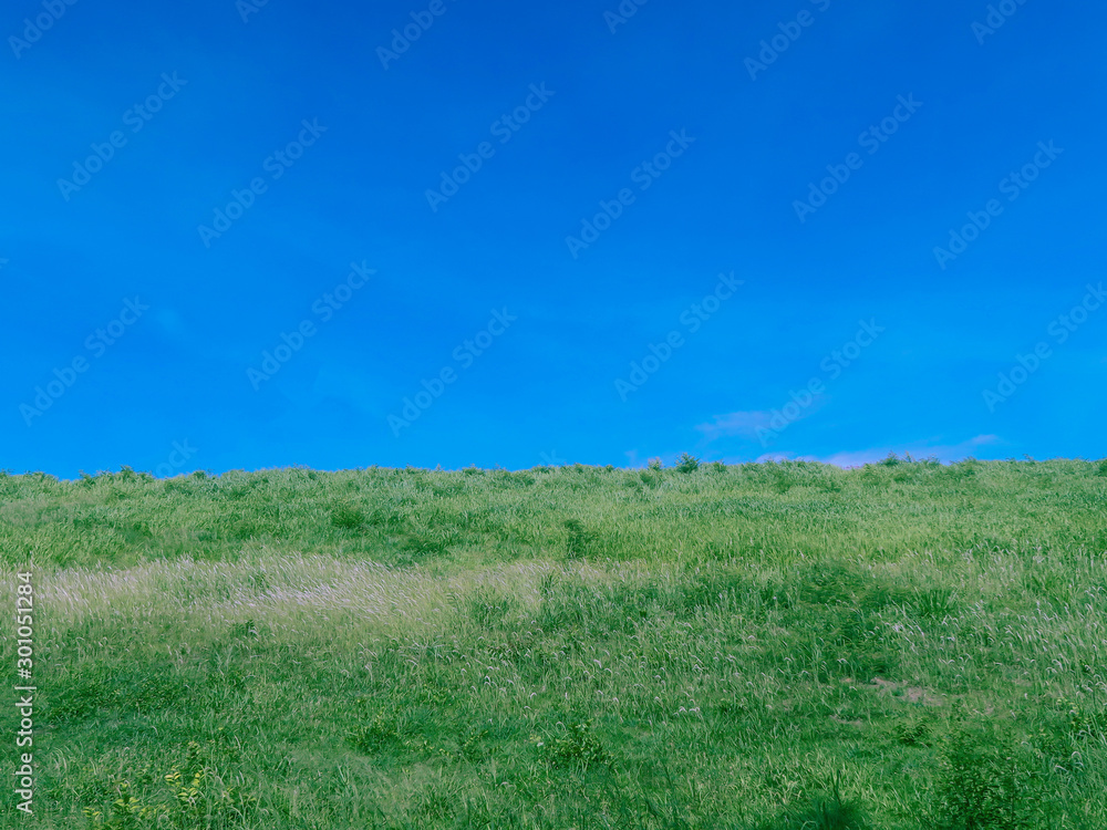 Beautiful green grass field and blue sky.