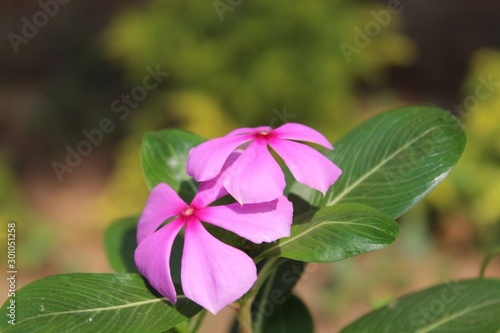 pink flower in the garden
