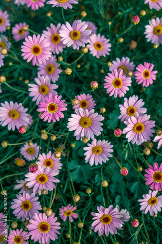 flowers in the garden  pink daisy flower