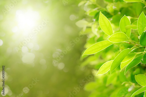 Green leaves pattern for summer or spring season concept,leaf blur textured,nature background