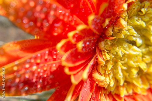 Close up of droplet water of orange petals gerbera daisy flower