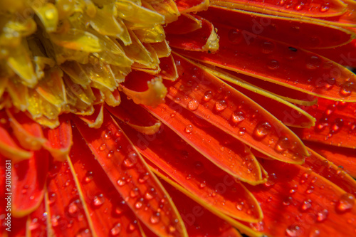 Close up of droplet water on orange petals gerbera daisy flower