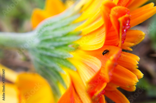 beetle on the gerbera daisy flower petals