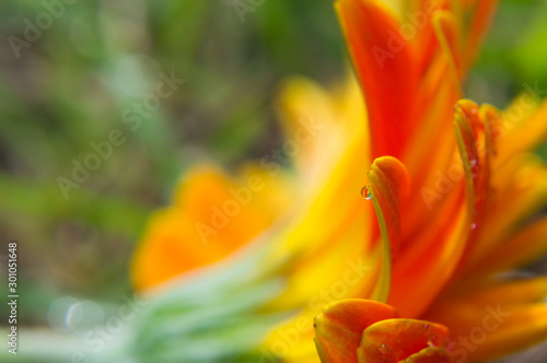 Close up of yellow petals gerbera daisy flower
