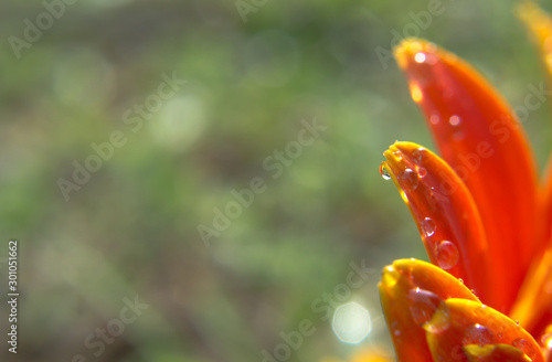 Close up of droplet water on yellow petals gerbera daisy flower